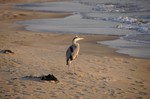 DSC10111700936-2.jpg