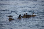 DSC10112901291-2.jpg