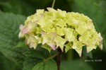 DSC13052808682-2.jpg