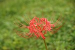 DSC14092403349-2.jpg