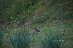 DSC15123005465-2.jpg