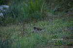 DSC15123005466-2.jpg