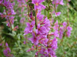 IMG_0908037308-2.jpg