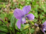 IMG_1003012585-2.jpg