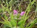 IMG_1003022589-2.jpg