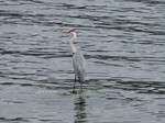 IMG_1003022596-2.jpg