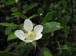 IMG_1003152786-2.jpg