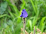 IMG_1004263694-2.jpg